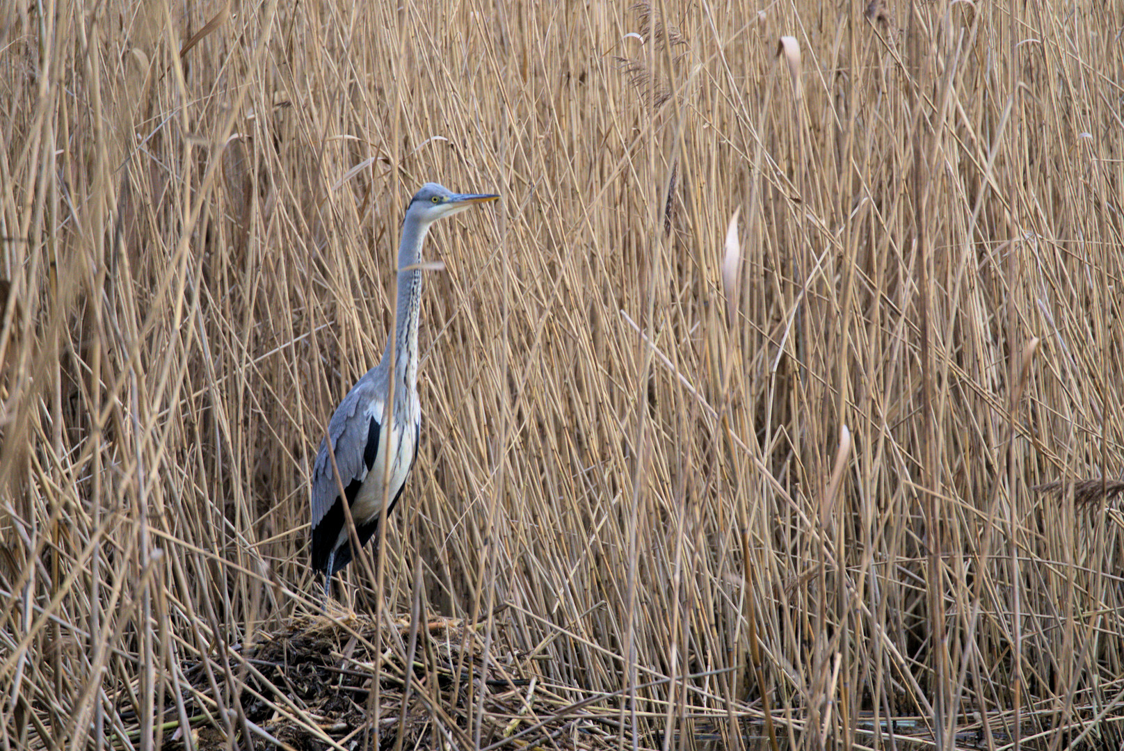 Reiher am Teich