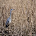 Reiher am Teich