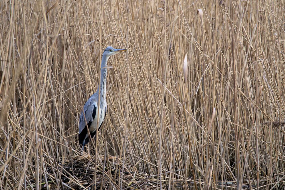 Reiher am Teich Foto & Bild tiere, wildlife, wild lebende vögel