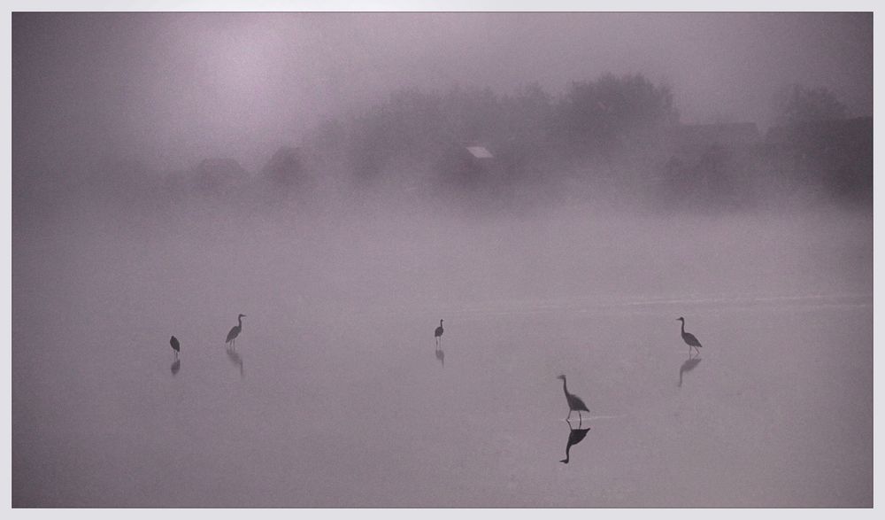 Reiher (am Waldschacher See)