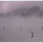 Reiher (am Waldschacher See)