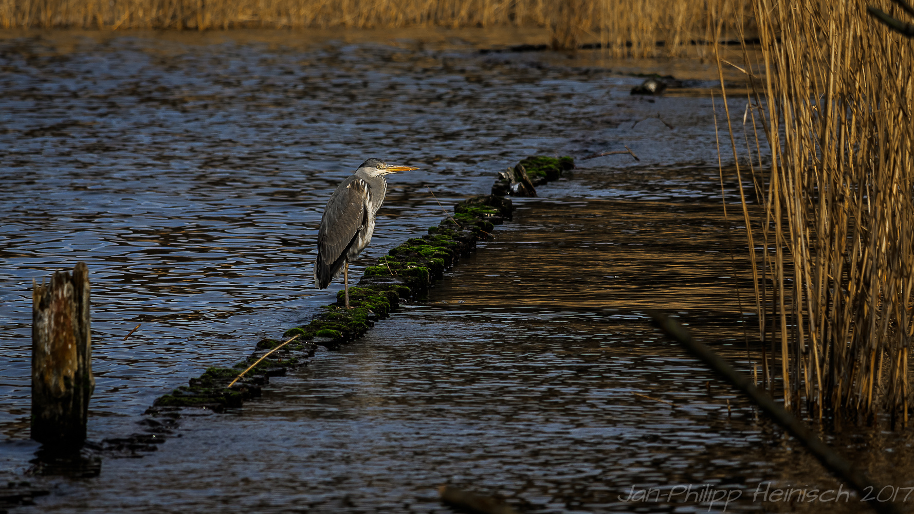 Reiher am Wannsee