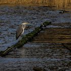 Reiher am Wannsee