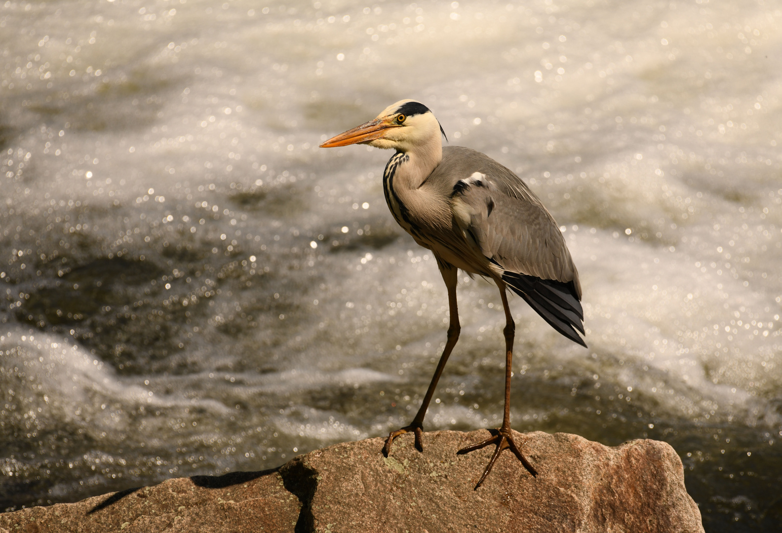 Reiher am Wehr