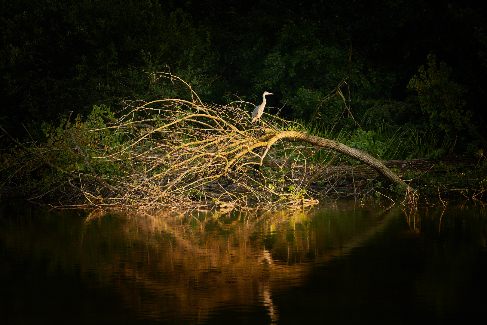 Reiher am Weiher