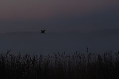 Reiher am Weiher