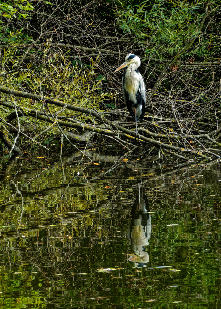 Reiher am Weiher