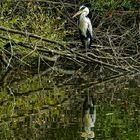 Reiher am Weiher