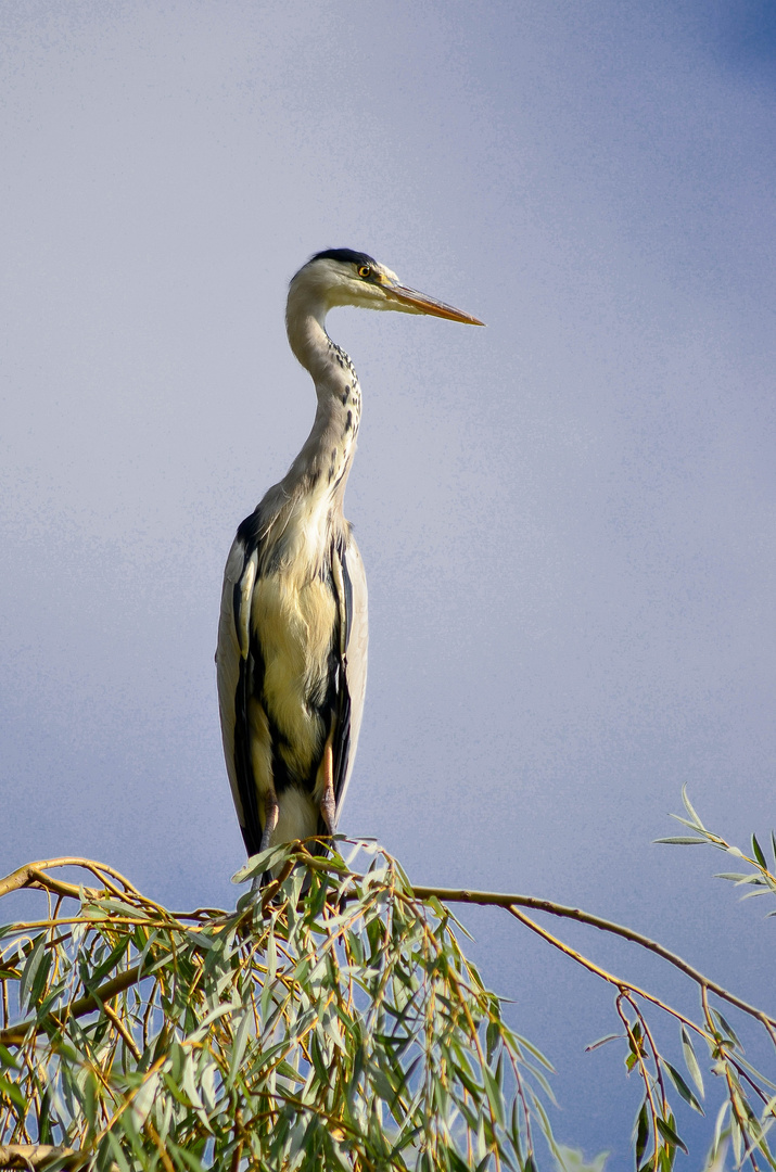 Reiher am Weiher