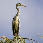 Reiher am Weiher