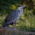 Reiher am Weiher