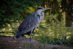 Reiher am Weiher