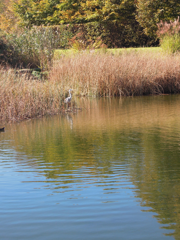 Reiher am Weiher