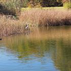 Reiher am Weiher