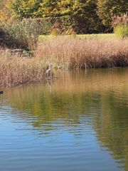 Reiher am Weiher