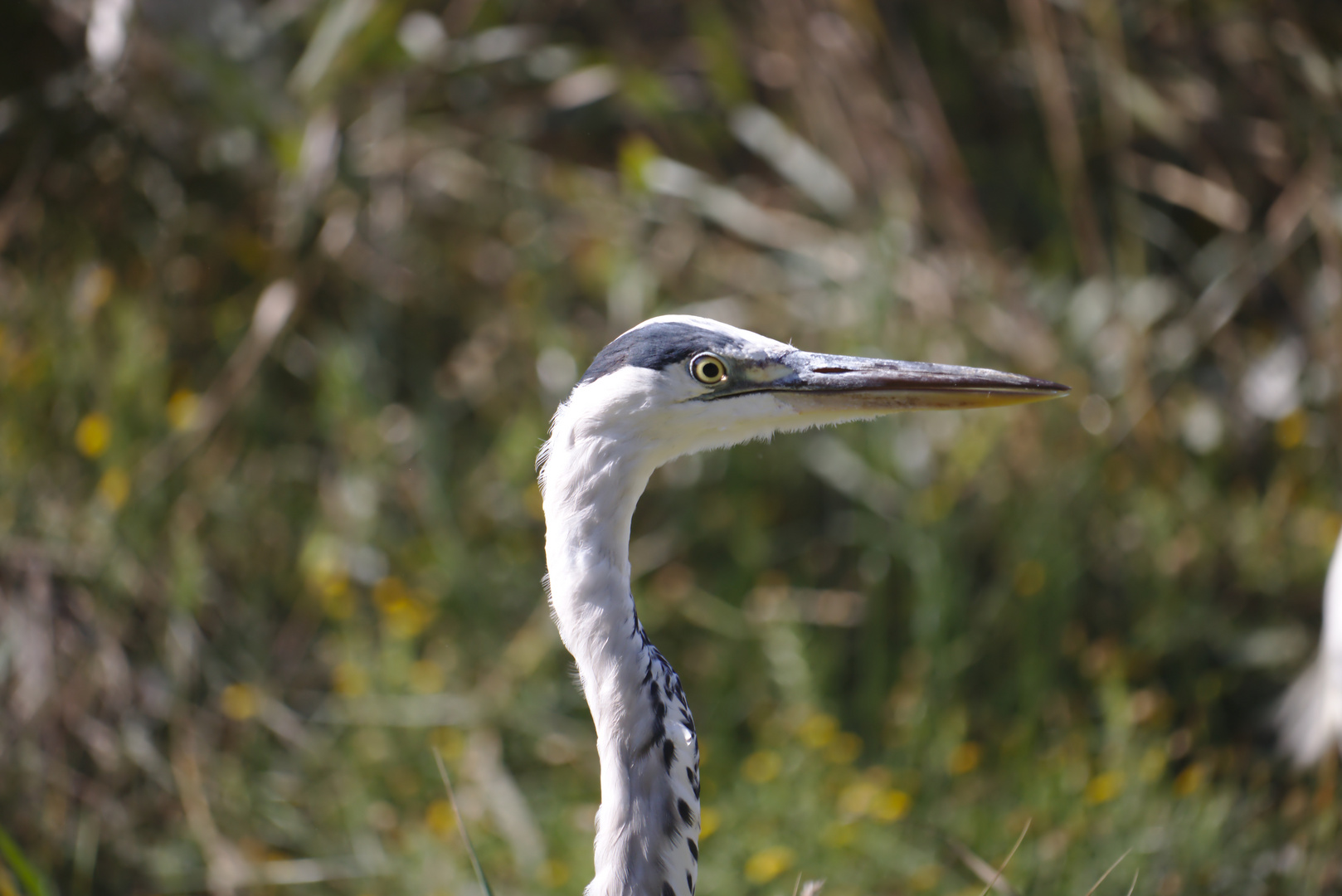 Reiher am Weiher