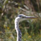 Reiher am Weiher