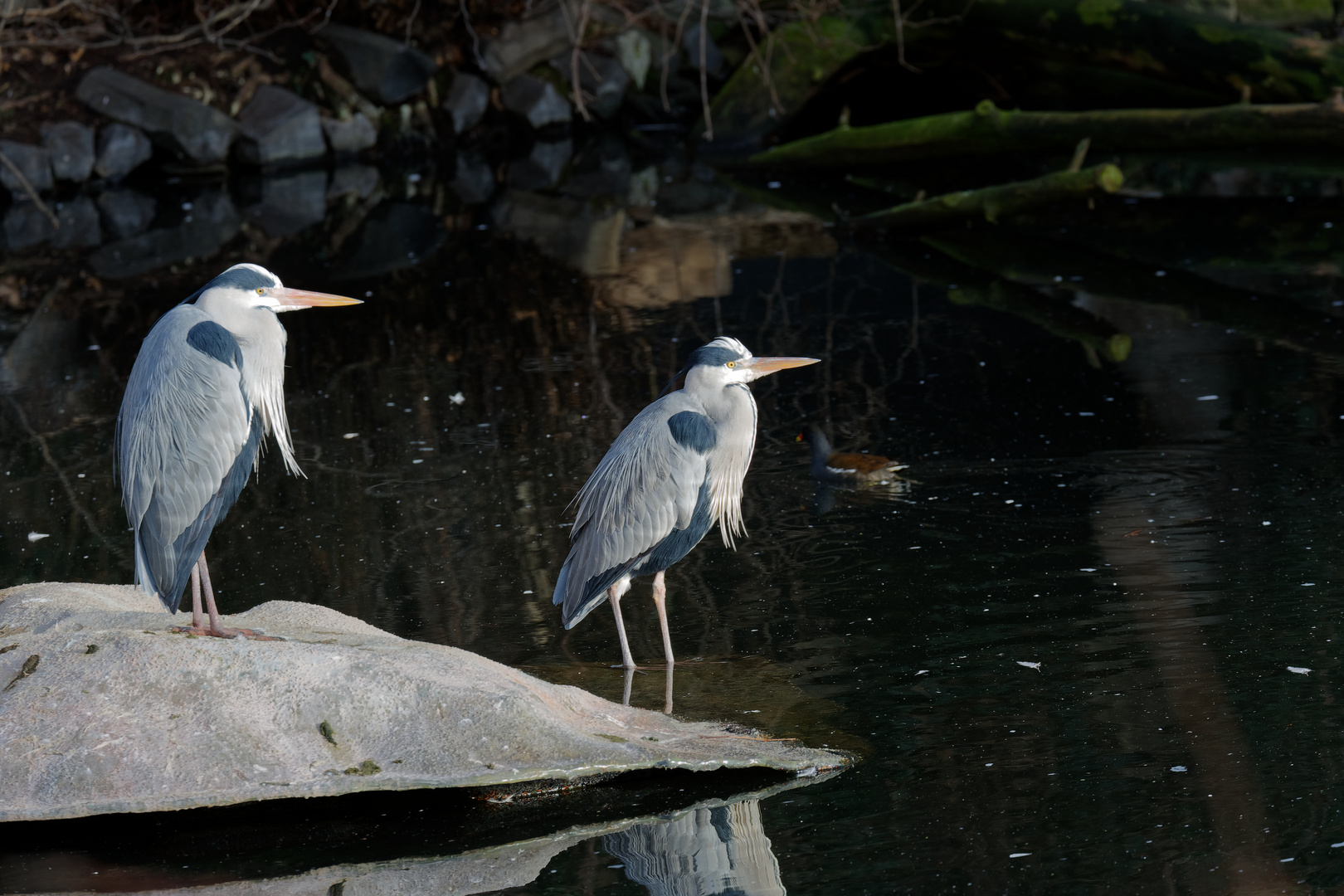 Reiher am Weiher