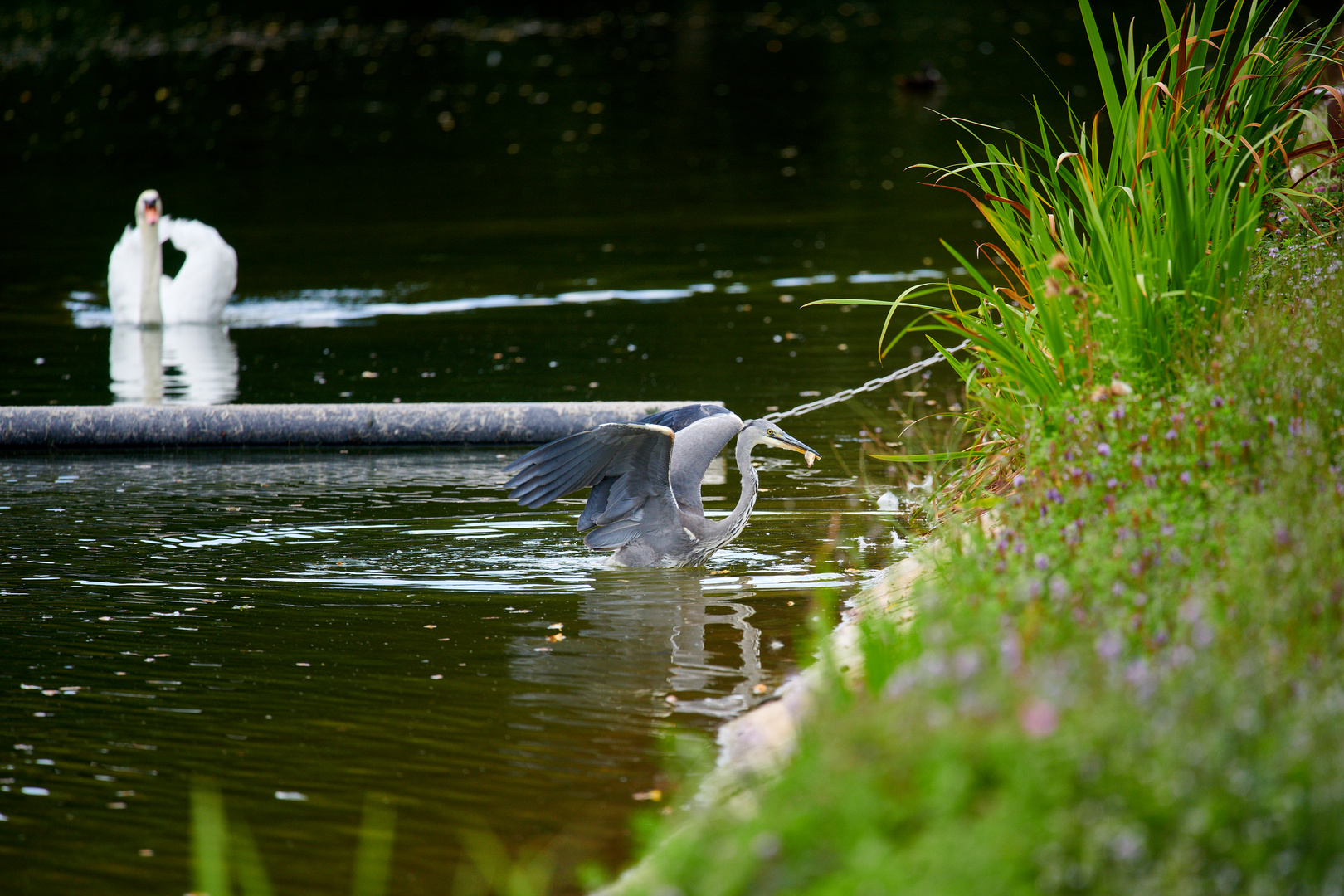 Reiher am Weiher IV