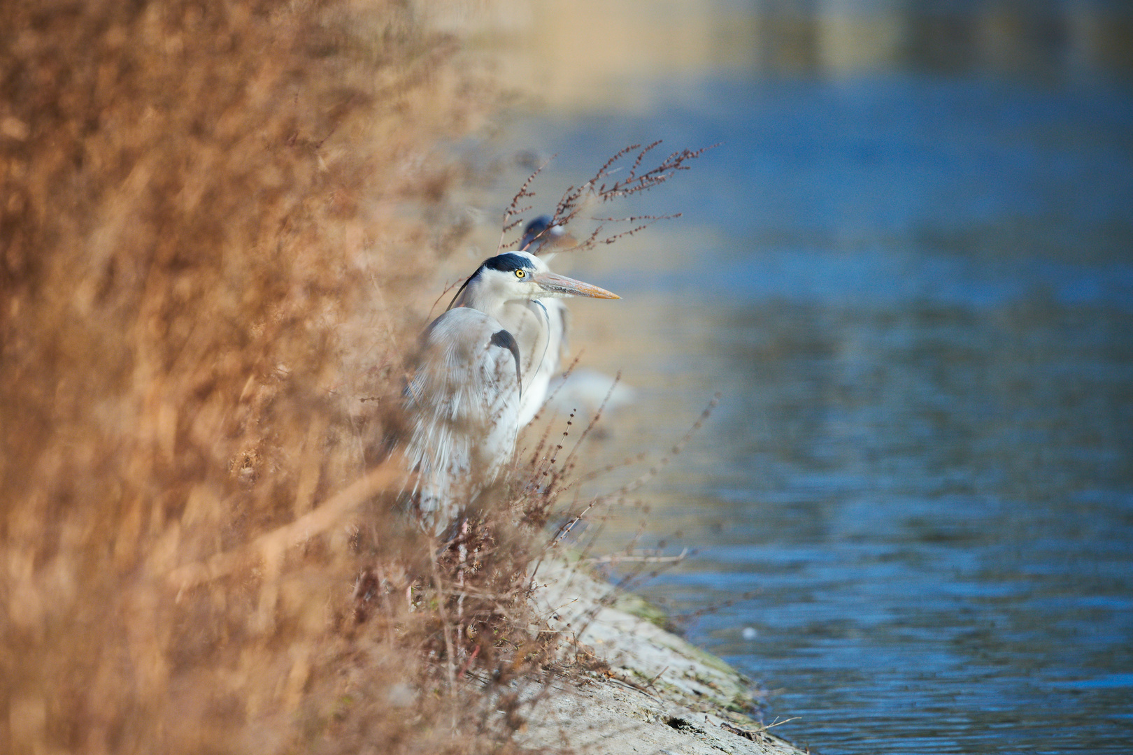 Reiher am Weiher IX