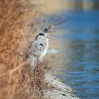 Reiher am Weiher IX