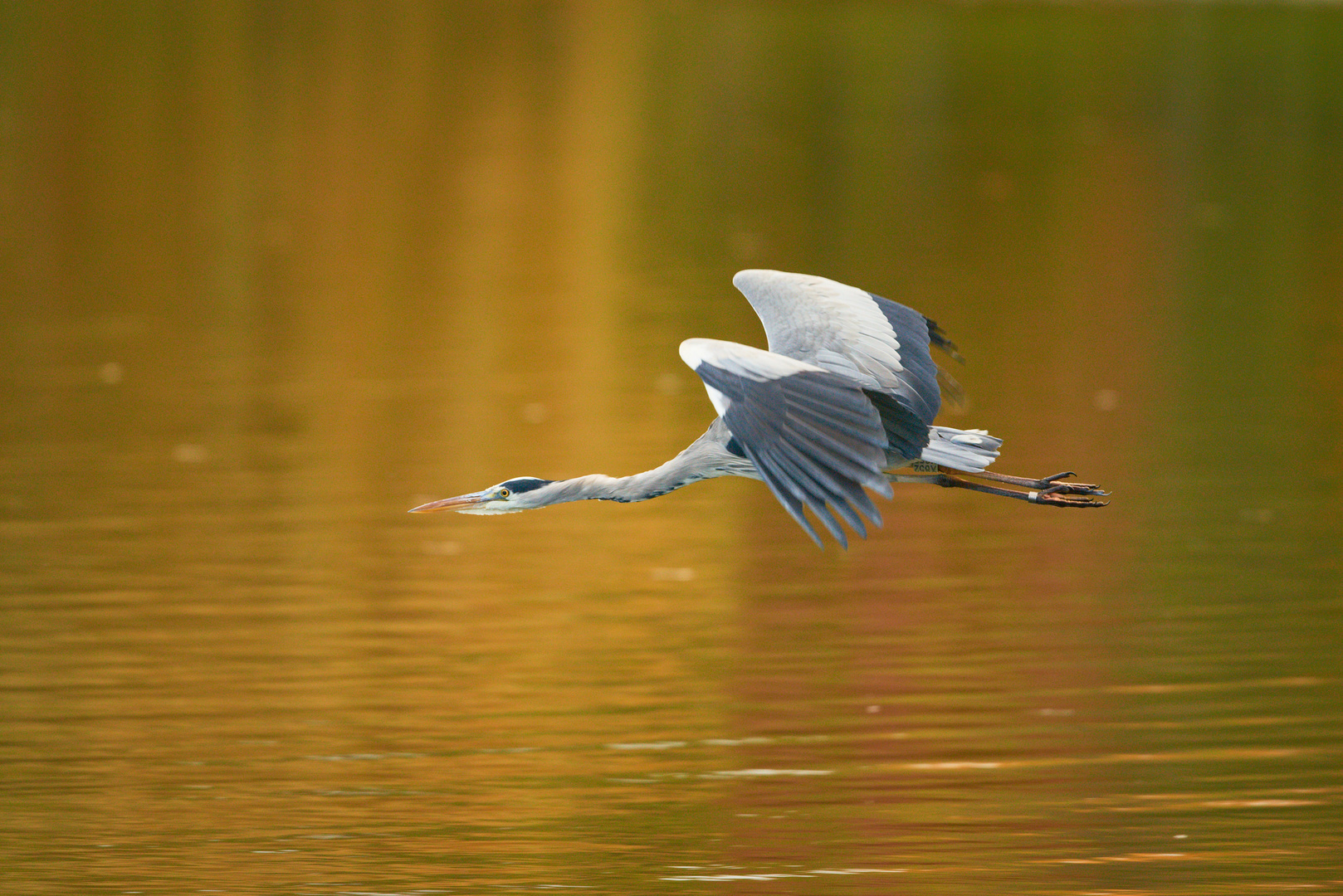 Reiher am Weiher VII