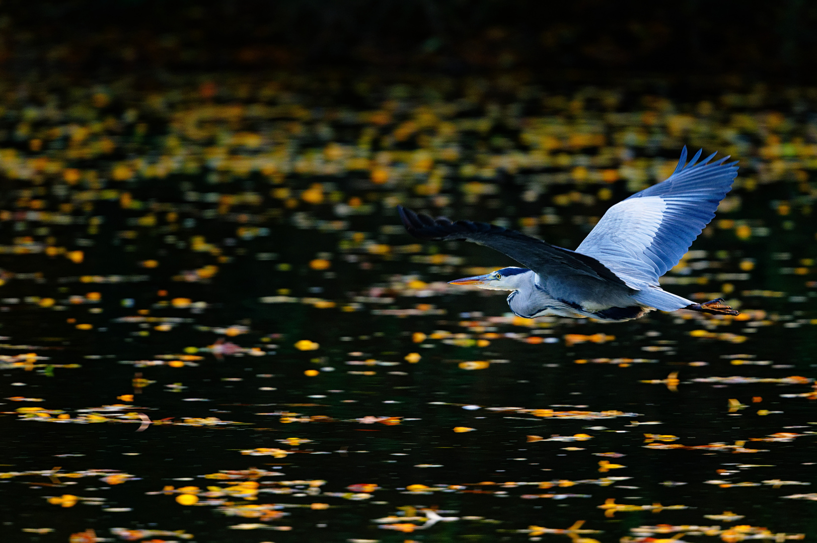 Reiher am Weiher VIII