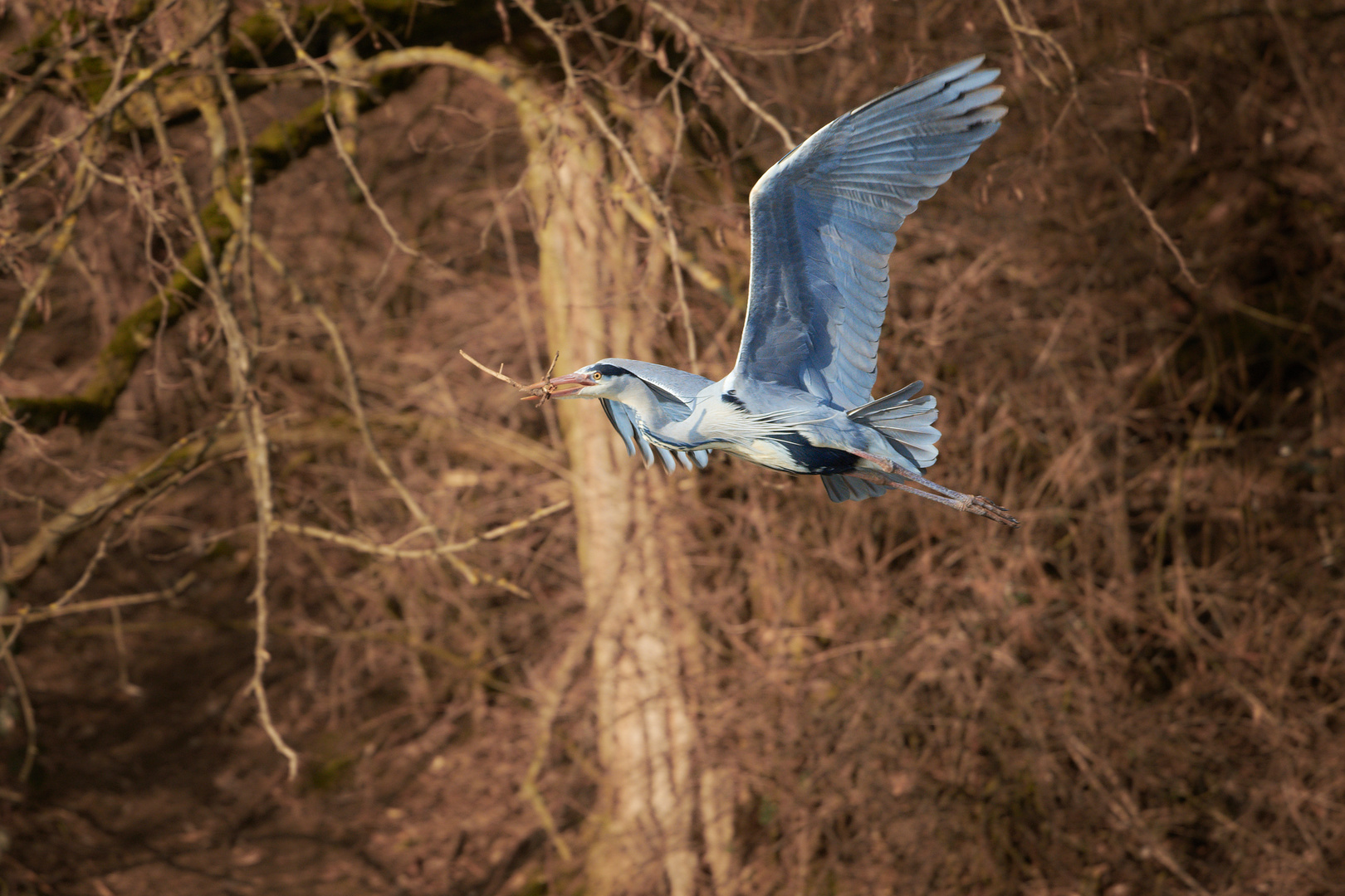 Reiher am Weiher X