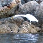 Reiher am Yarra (Western Australia)