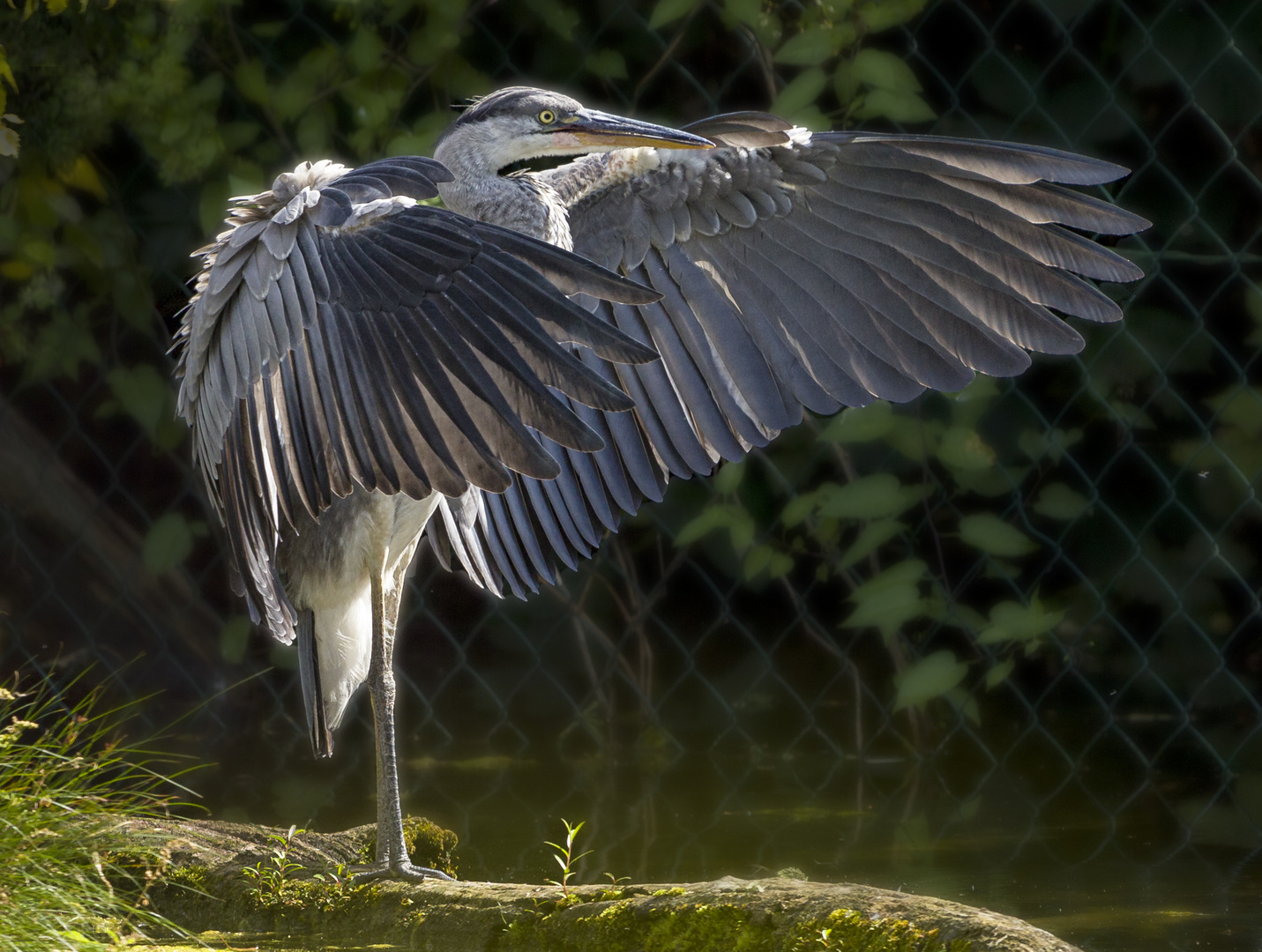 Reiher an der alten Donau in Wien