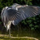 Reiher an der alten Donau in Wien