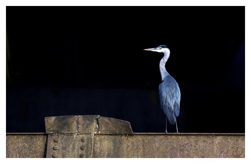 Reiher an der Neckarschleuse