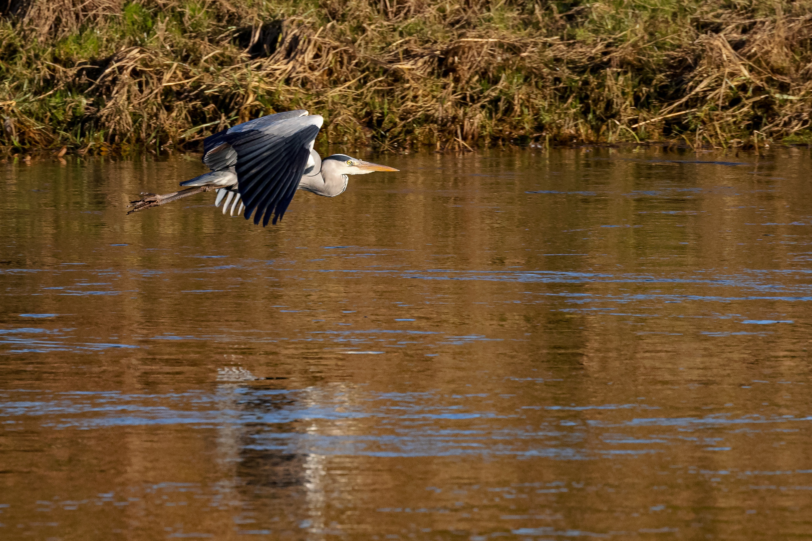 Reiher an der Oberweser