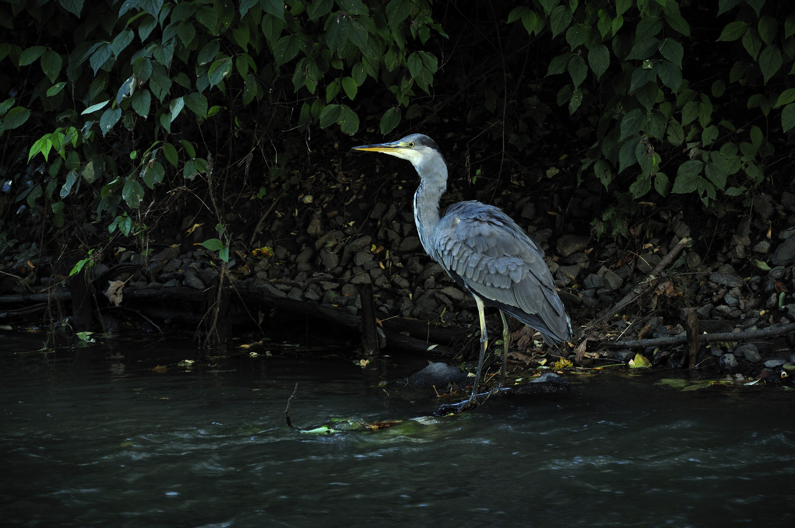 Reiher an der Panke