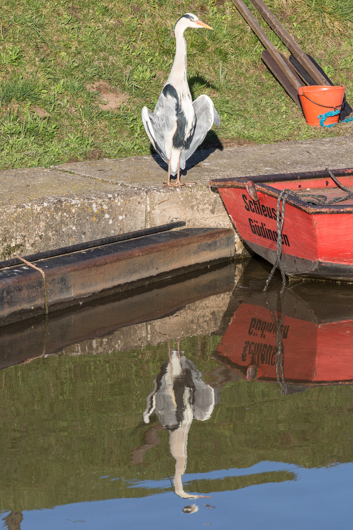 Reiher an der Schleuse I