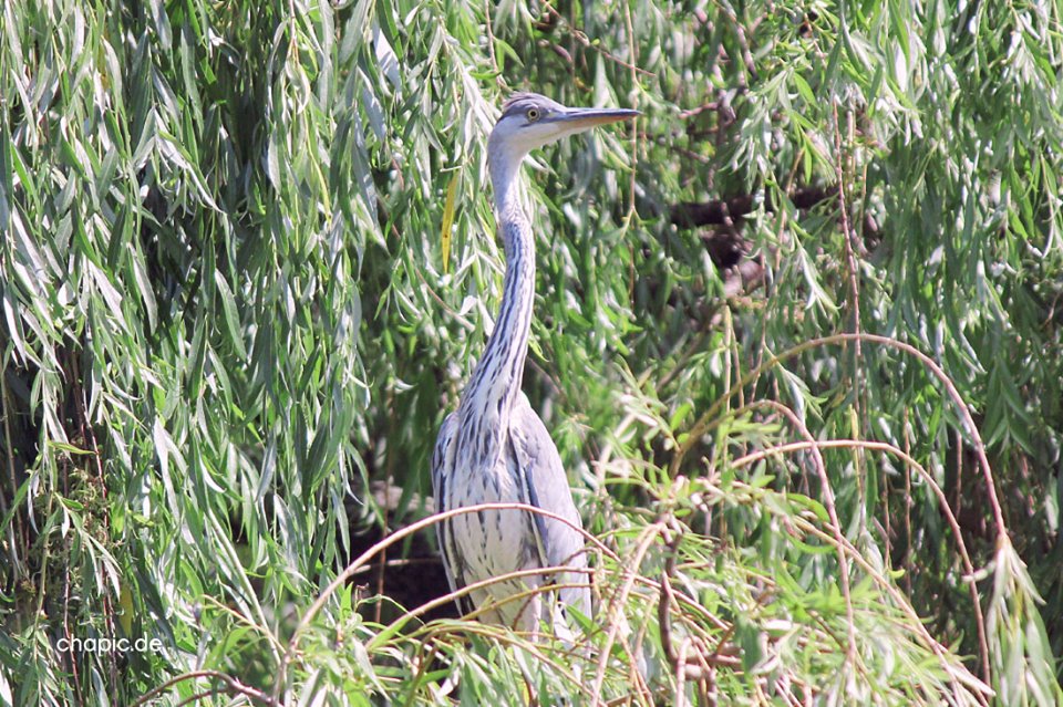 Reiher an der Spree