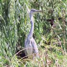 Reiher an der Spree