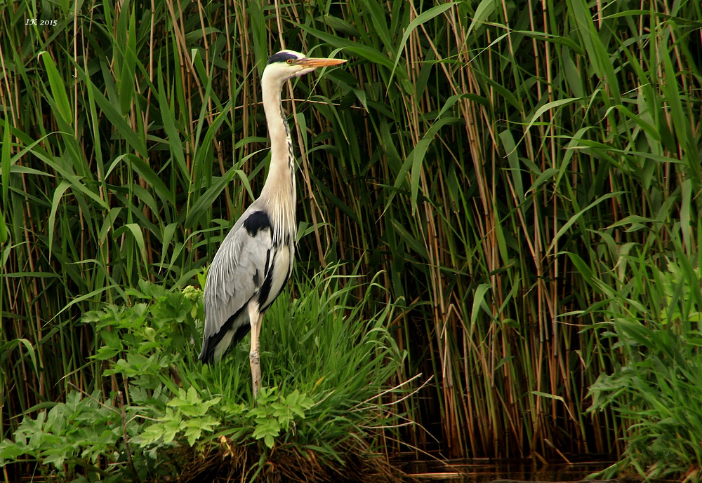 Reiher an der Uecker