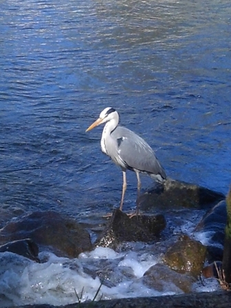 Reiher an der Wassermühle