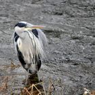 Reiher an der winterlichen Ahr