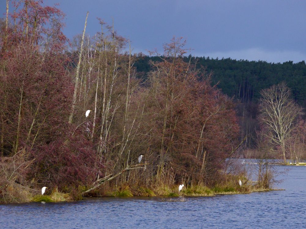 Reiher an der Wublitz