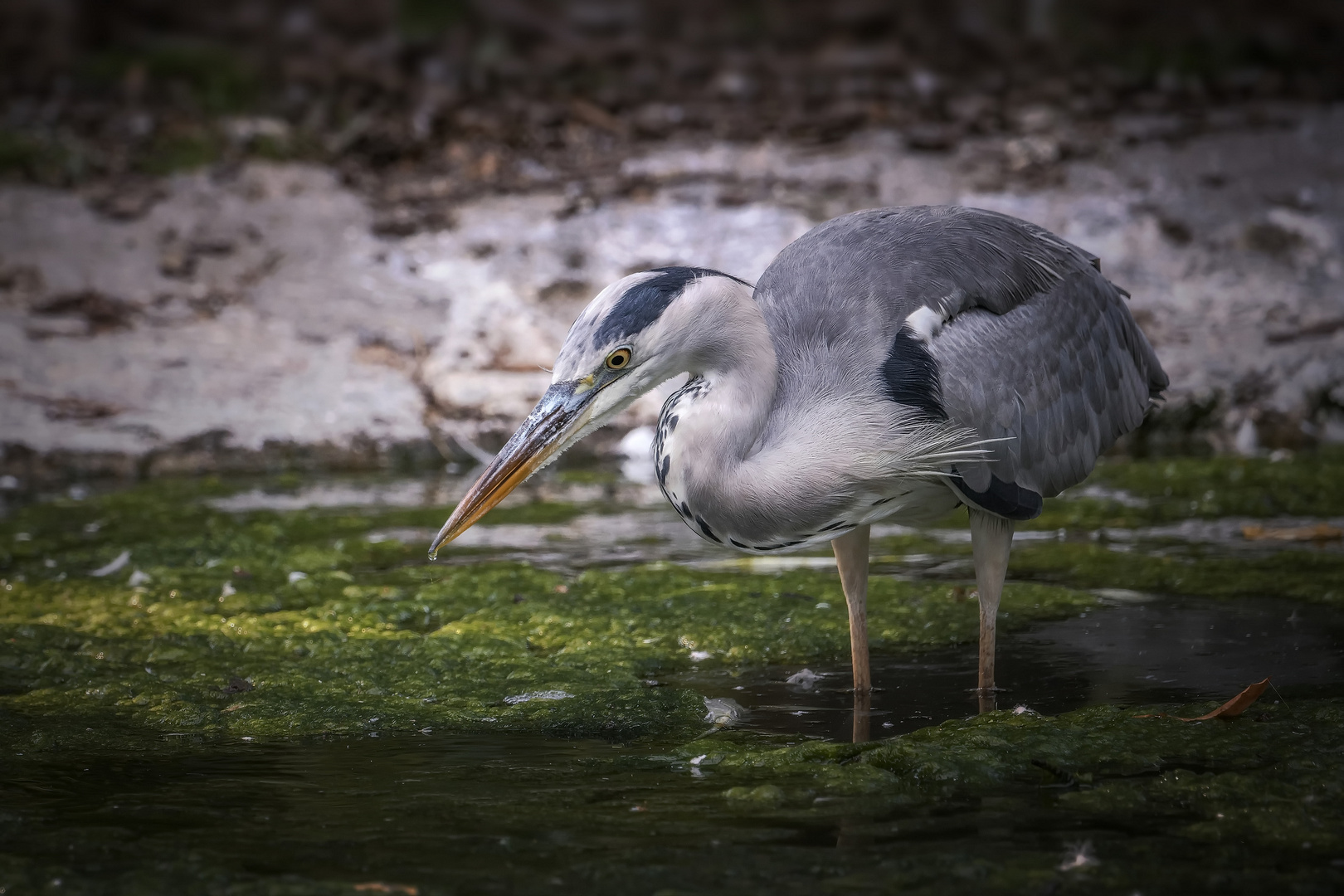   Reiher (Ardeidae) 