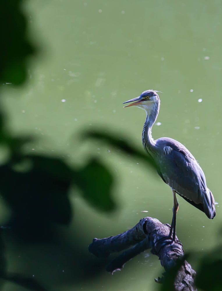 Reiher auf Baumstamm 