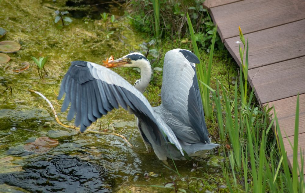 Reiher auf Beutezug