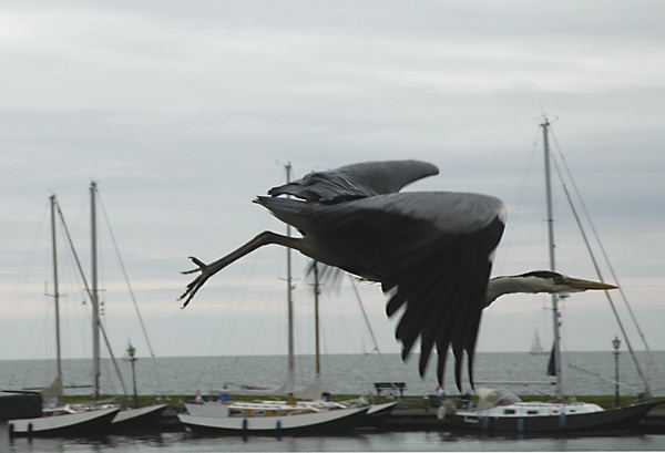 Reiher auf dem Abflug im Hafen von Volendam