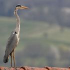 Reiher auf dem Dach