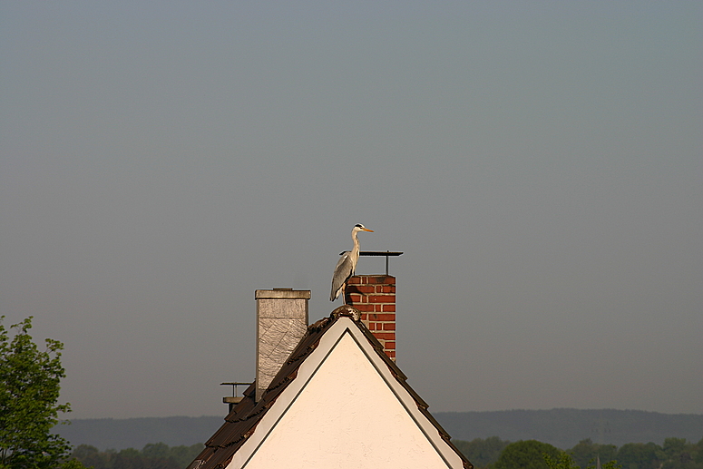 Reiher auf dem Dach