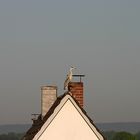 Reiher auf dem Dach