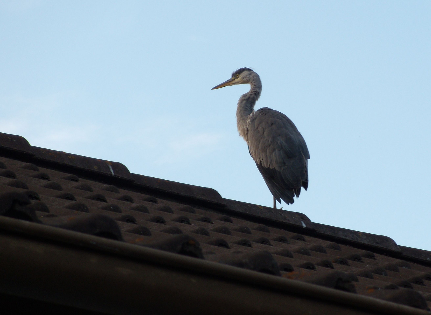 Reiher auf dem Hausdach.