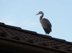 Reiher auf dem Hausdach.